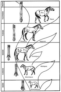 Visual: Horse series diagram promoting evolution